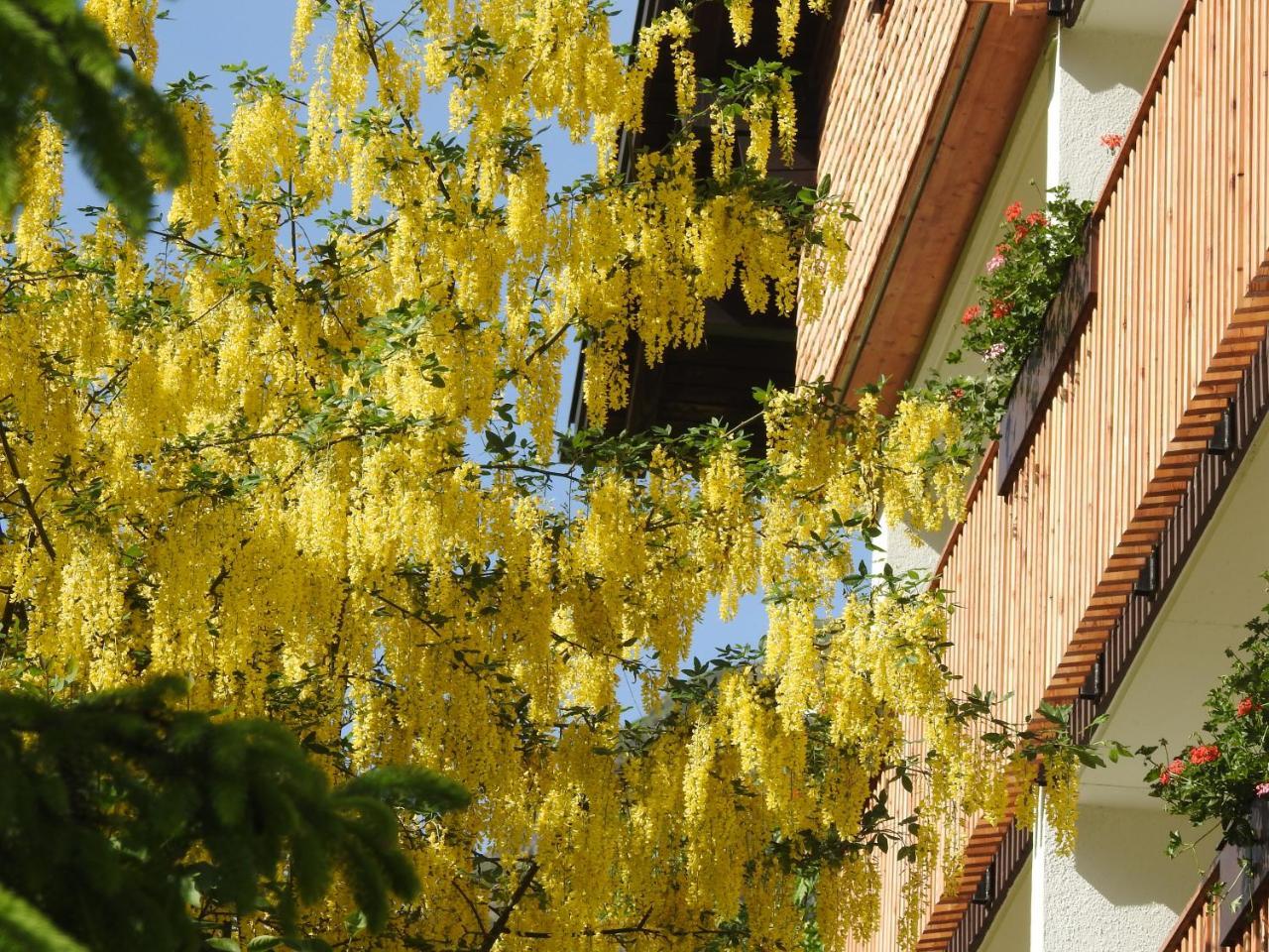 Hotel Garni Tannleger B&B Brand  Exterior foto
